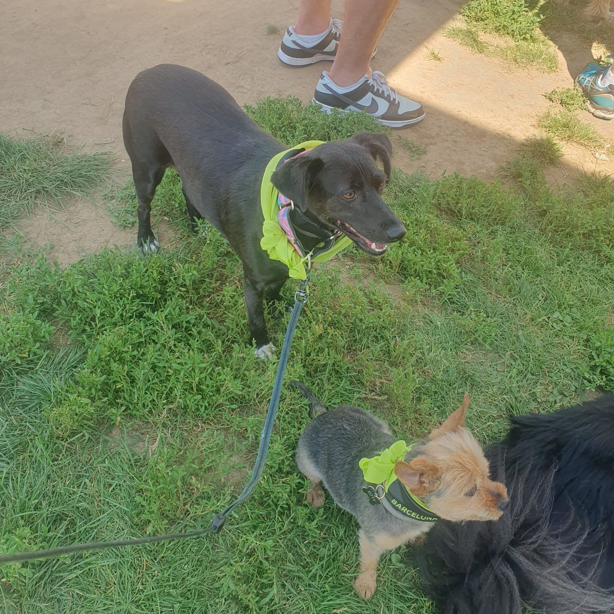 Dos perros con pañuelos amarillos en un área verde durante un evento. El perro negro está de pie mirando hacia un lado, y el perro pequeño de pelo marrón claro está sentado con arnés y correa,