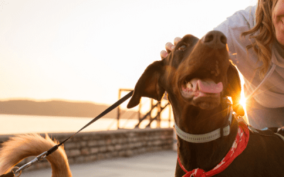 Paseadores de Perros en Barcelona: ¿Por Qué Elegirnos?