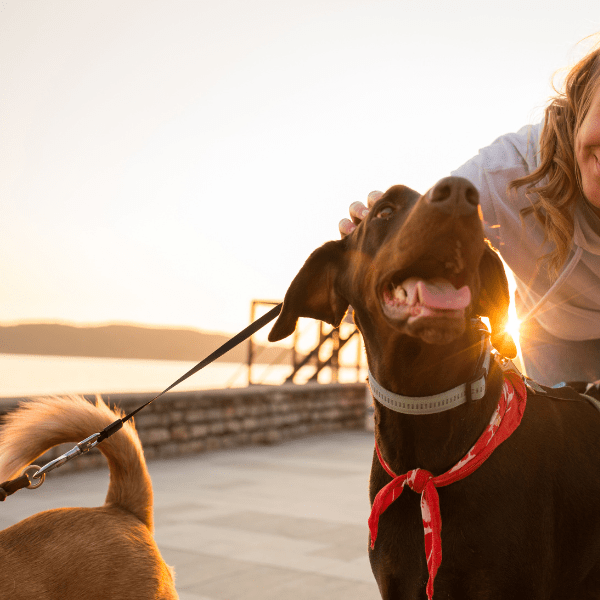 Paseadores de Perros en Barcelona: ¿Por Qué Elegirnos?