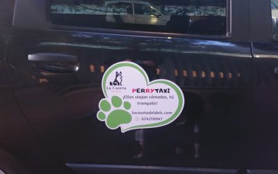 Cómo Preparar a tu Perro para Viajar en Taxi: Consejos para un Trayecto Seguro y Sin Estrés