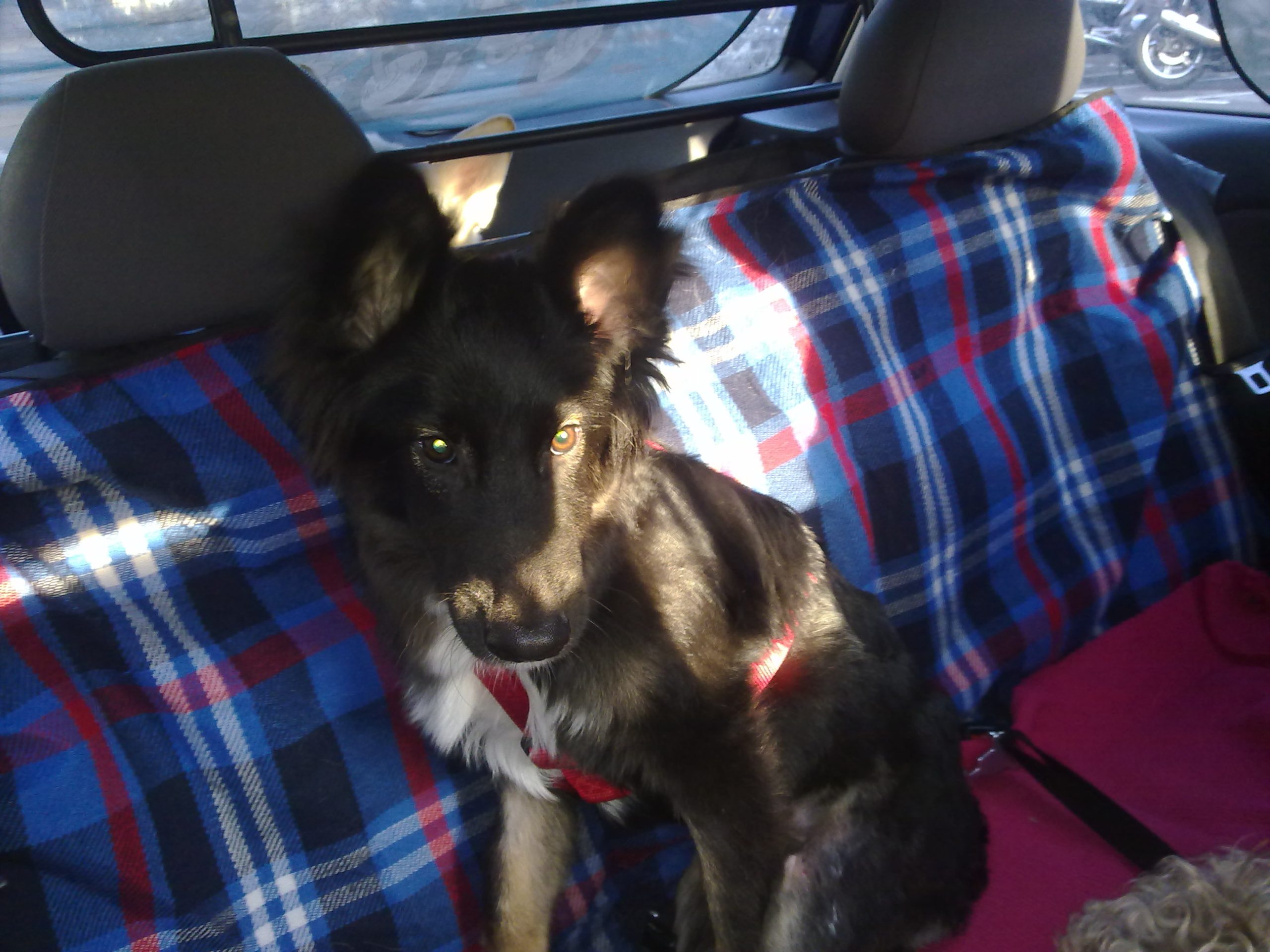 Perro negro con arnés rojo sentado en el asiento trasero de un coche cubierto con una manta a cuadros azul y roja, mirando a la cámara con expresión tranquila