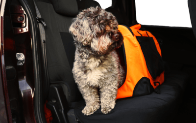 Taxi para Mascotas en Barcelona: Comodidad y Seguridad con La Caseta del Dolç
