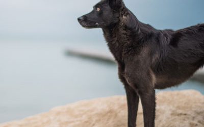 Cómo Preparar a tu Perro para su Primera Visita a la Guardería Canina en Barcelona