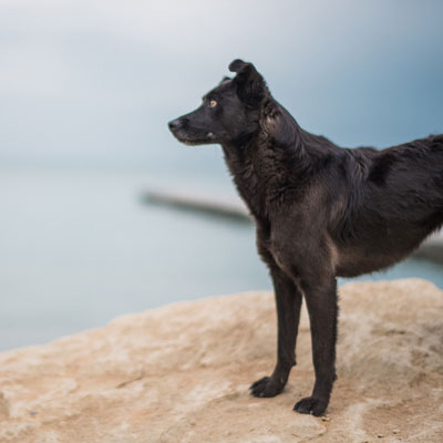 Cómo Preparar a tu Perro para su Primera Visita a la Guardería Canina en Barcelona