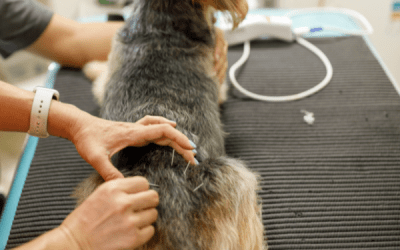 Terapias Naturales para Mascotas en Barcelona: Alternativas Saludables