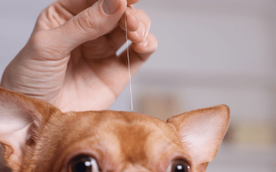Acupuntura para Perros: Cómo Funciona, Beneficios y Cuándo es Recomendada