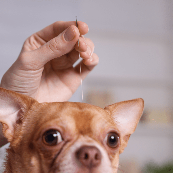 Acupuntura para Perros: Cómo Funciona, Beneficios y Cuándo es Recomendada