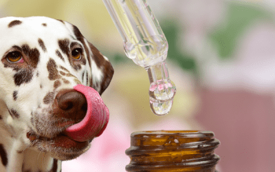 Homeopatía para Mascotas: Beneficios, Eficacia y Cuándo es Recomendada