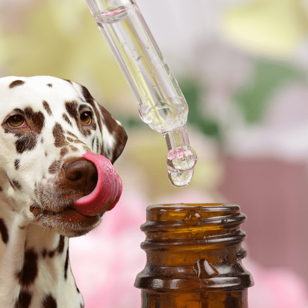 Homeopatía para Mascotas: Beneficios, Eficacia y Cuándo es Recomendada