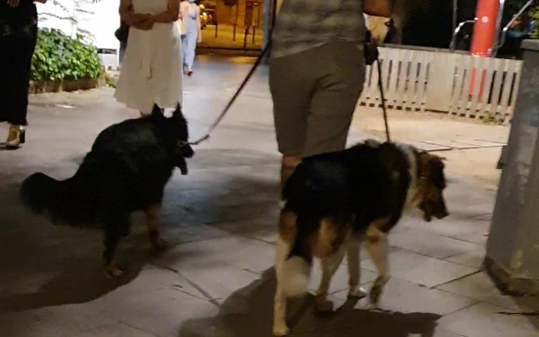 Actividad o Deporte con tu perro