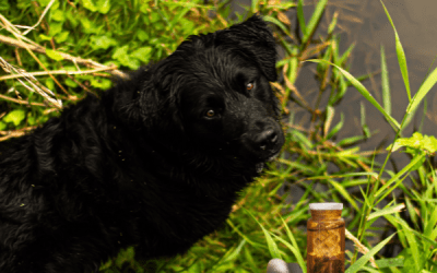 Flores de Bach para Perros: Cómo Ayudan a Reducir el Estrés y la Ansiedad