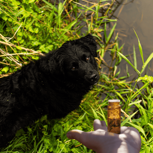 Flores de Bach para Perros: Cómo Ayudan a Reducir el Estrés y la Ansiedad