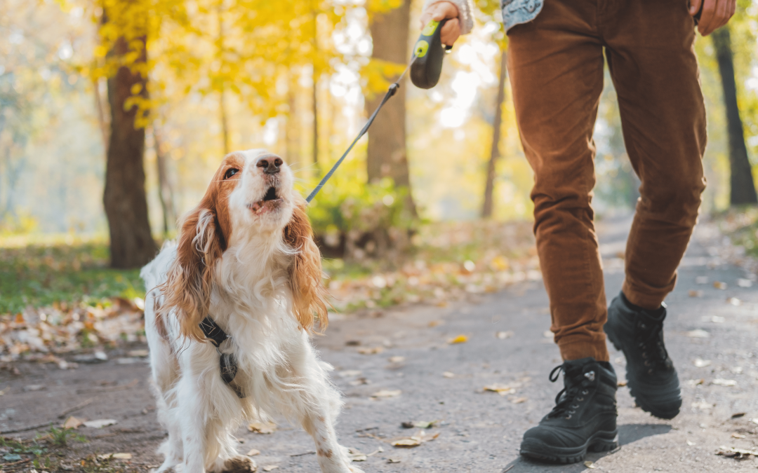 Cómo Enseñar a tu Perro a No Tirar de la Correa: Técnicas de Adiestramiento y Corrección