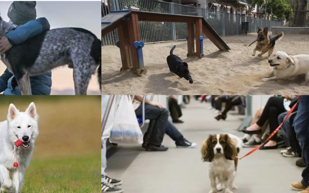 Los Mejores Parques para Pasear a tu Perro en Barcelona