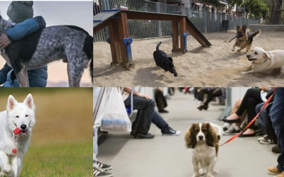 Los Mejores Parques para Pasear a tu Perro en Barcelona