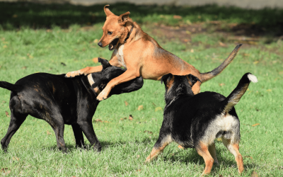 Los Mejores Parques para Pasear con tu Perro en el Baix Llobregat