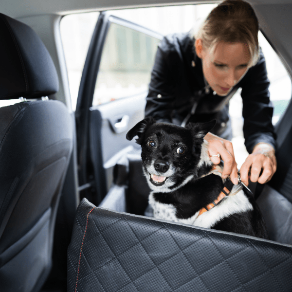 Mujer asegurando a un perro en el asiento trasero de un coche, utilizando un cinturón de seguridad especial para mascotas. El perro está dentro de un transportín acolchado y mira felizmente hacia la cámara. Escena representativa de un servicio de taxi para animales de compañía.
