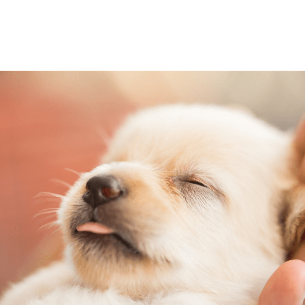 ¿Cuándo recogeríamos al cachorro?